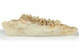 Fossil Early Ungulate (Oxacron) Jaw - France #218475-1